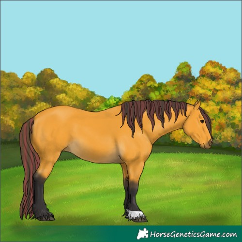 Horse Color:Painted Buckskin