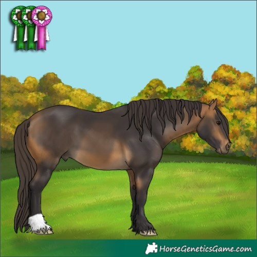 Horse Color:Buckskin 