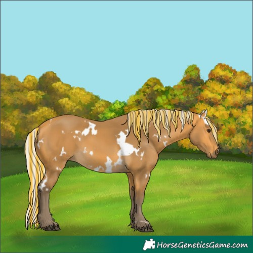 Horse Color:Painted White Spotted Silver Buckskin 