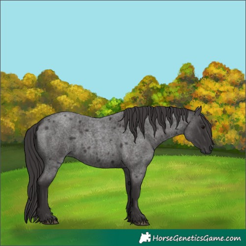 Horse Color:Smoky Blue Roan