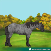 Horse Color:Smoky Blue Roan 