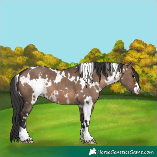 Horse Color:White Spotted Brown Dun