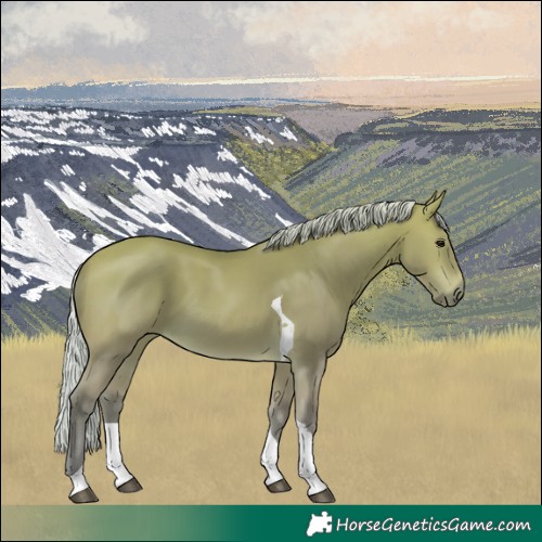 Horse Color:Silver Buckskin Tobiano