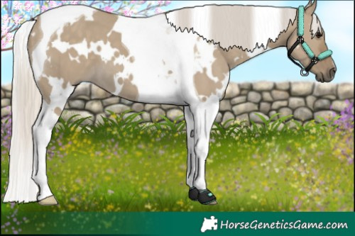 Horse Color:White Spotted Silver Smoky Grullo Tobiano 