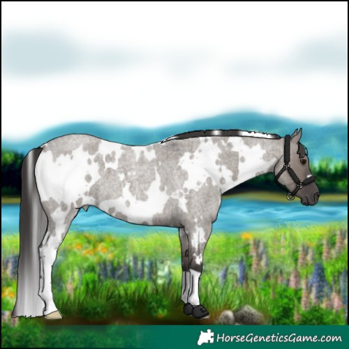 Horse Color:White Spotted Smoky Grullo Roan 