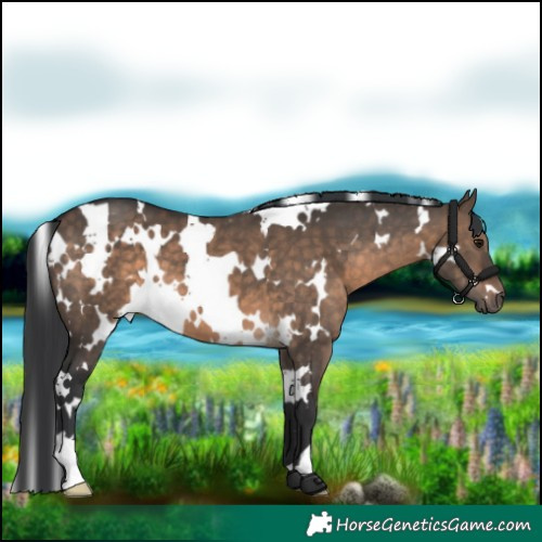 Horse Color:White Spotted Brown Dun 
