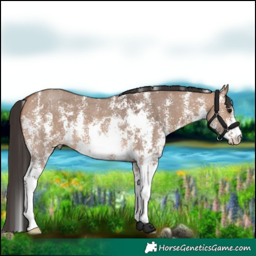Horse Color:Bay Dun Sabino