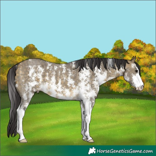 Horse Color:Buckskin Dun Sabino 