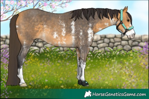 Horse Color:Buckskin Sabino 