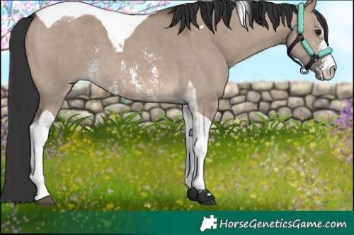 Horse Color:Brown Dun Sabino Tobiano 