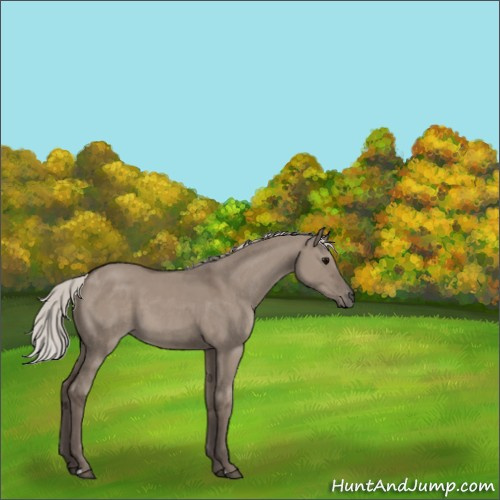 Horse Color:Silver Grullo