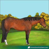 Horse Color:Brown 