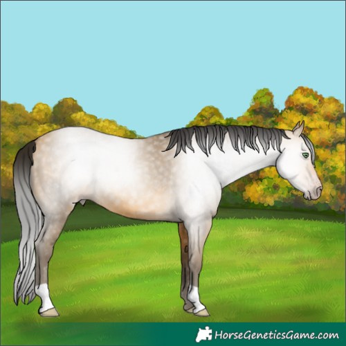Horse Color:Gray Amber Cream Champagne