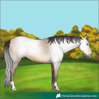Horse Color:Gray Amber Cream Champagne 