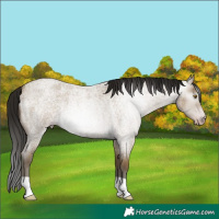 Horse Color:Gray Classic Cream Champagne Roan 