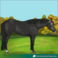 Horse Color:Gray Black 