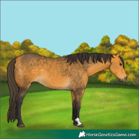 Horse Color:Buckskin 