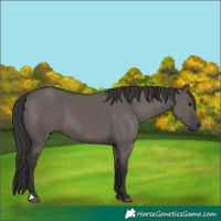 Horse Color:Smoky Grullo 