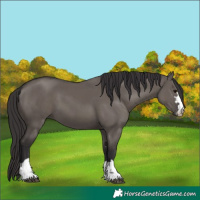 Horse Color:Smoky Grullo 