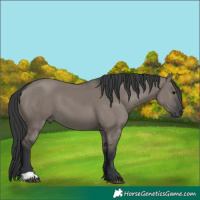 Horse Color:Grullo 