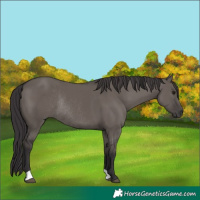 Horse Color:Smoky Grullo Rabicano 