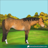 Horse Color:Buckskin Rabicano