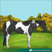Horse Color:Black Tobiano 