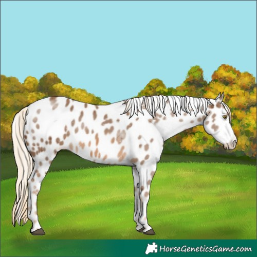 Horse Color:Chocolate Palomino Appaloosa