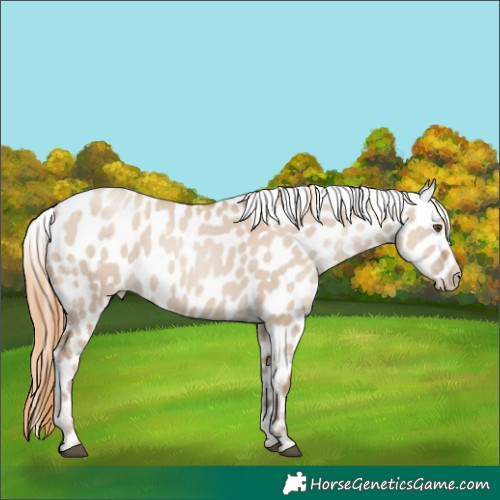 Horse Color:White Spotted Grullo Pearl Near Leopard