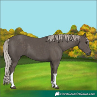 Horse Color:Silver Black Tobiano 