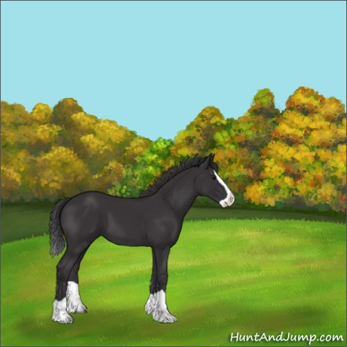 Horse Color:Smoky Black Splash 