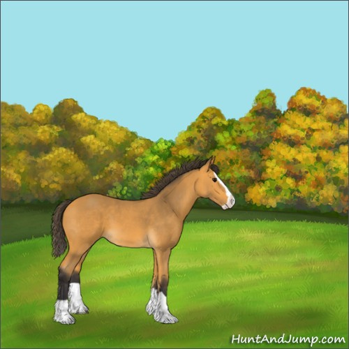 Horse Color:Buckskin Splash 