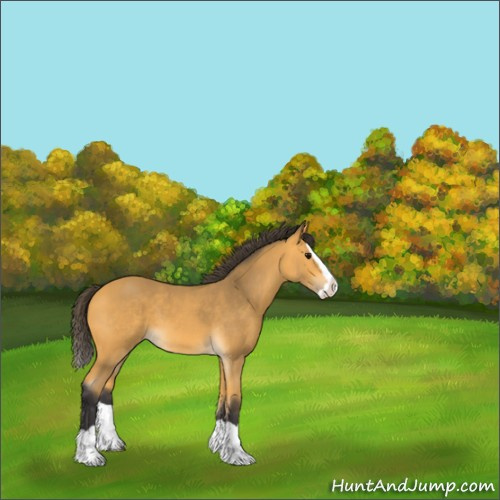 Horse Color:Buckskin Splash 