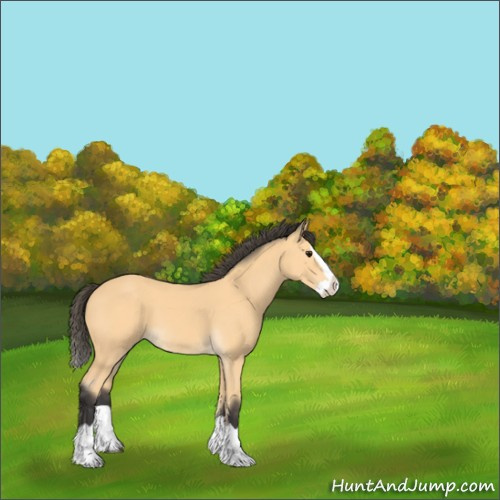 Horse Color:Buckskin Splash 