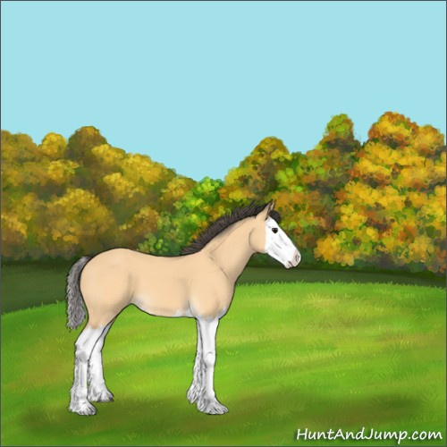 Horse Color:Buckskin Splash 