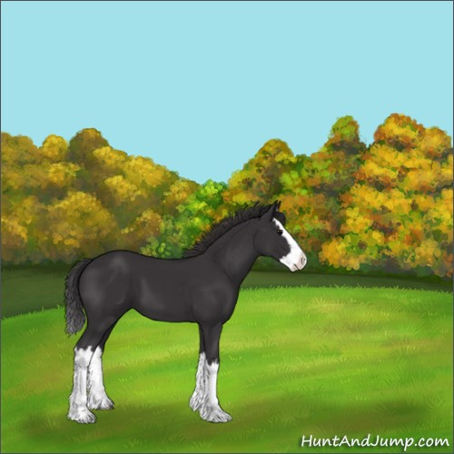 Horse Color:Smoky Black Splash 