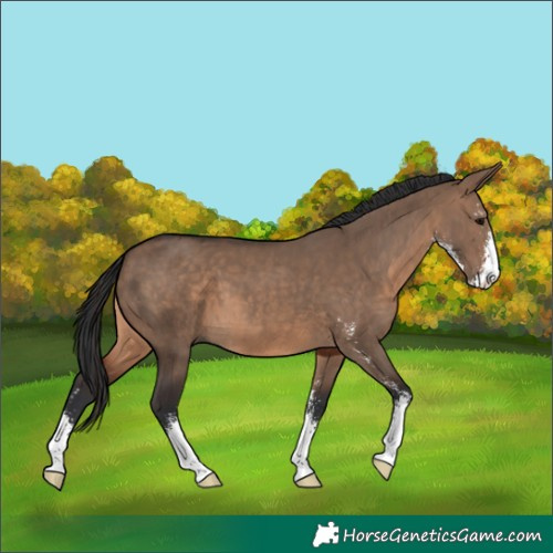 Horse Color:Brown Dun Sabino 