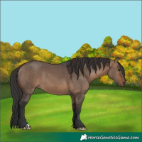 Horse Color:Brown Dun