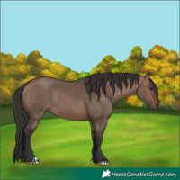 Horse Color:Brown Dun