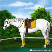 Horse Color:Smoky Black Sabino