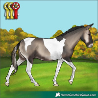 Horse Color:Blue Onyx Tobiano Rabicano 