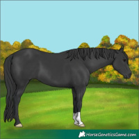 Horse Color:Black 