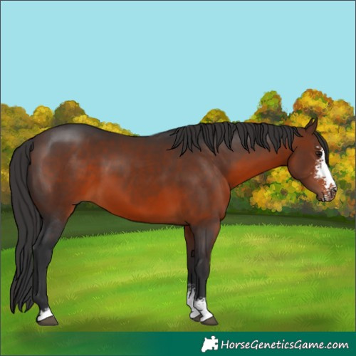 Horse Color:Brown Sabino
