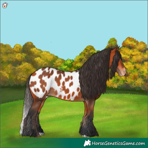 Horse Color:Bay Appaloosa 