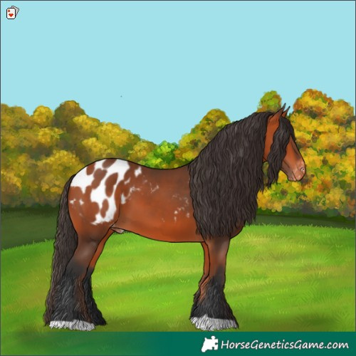 Horse Color:Bay Appaloosa 
