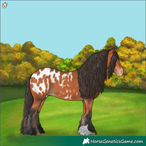 Horse Color:Bay Appaloosa 