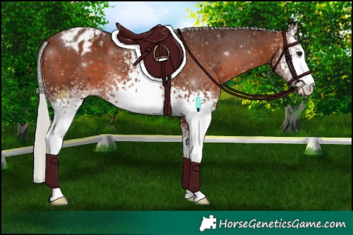 Horse Color:White Spotted Silver Brown Appaloosa 