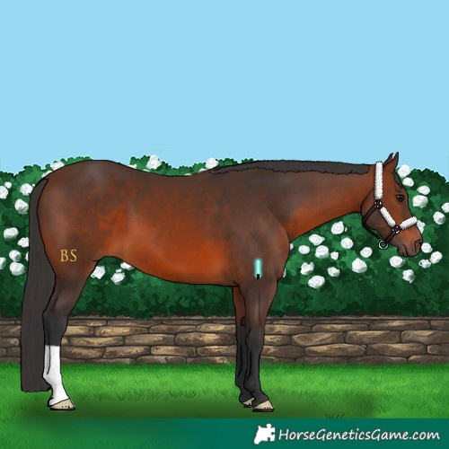 Horse Color:Brown 