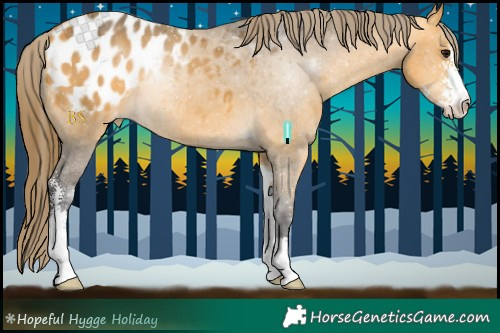 Horse Color:Buckskin Sabino Appaloosa