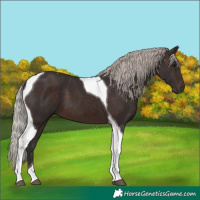 Horse Color:Silver Brown Tobiano